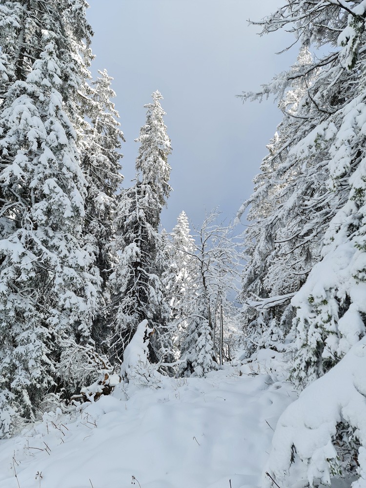 Hiver