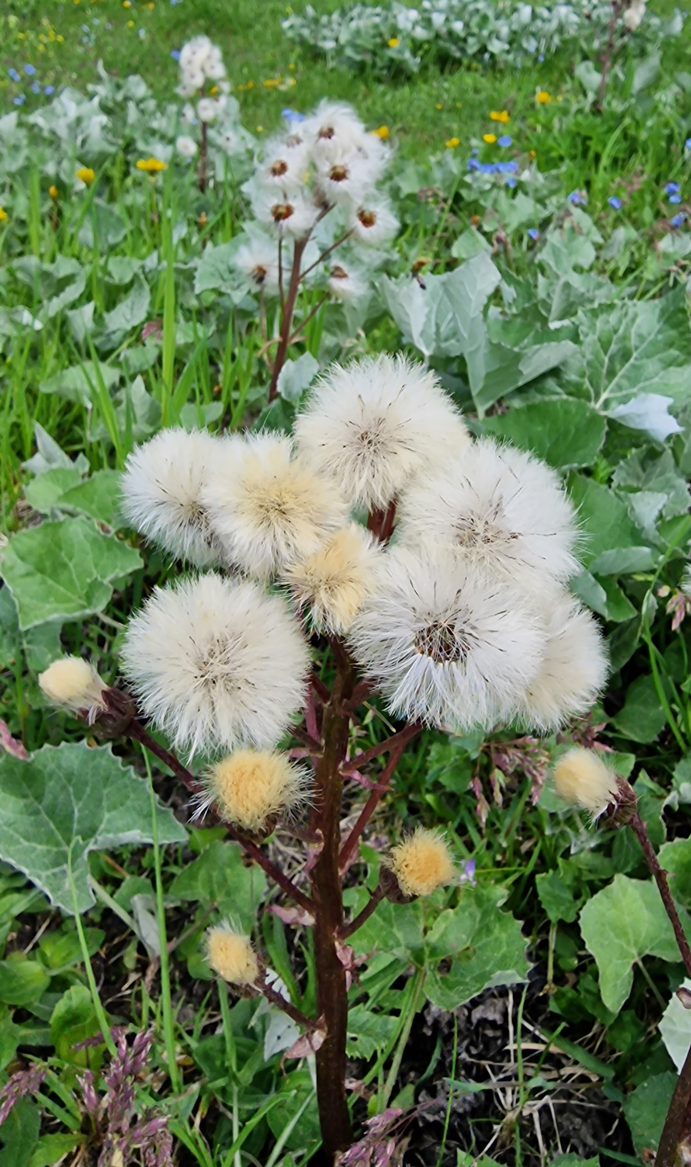Arctic butterbur