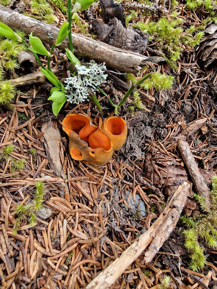 Aleuria aurantia