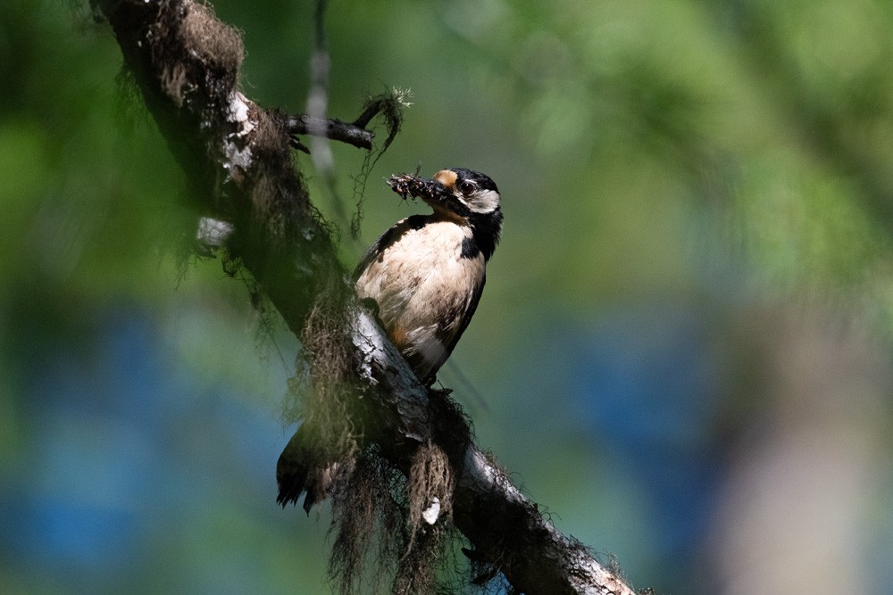 Woodpecker
