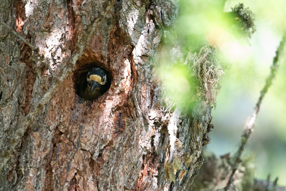 Adult Woodpecker