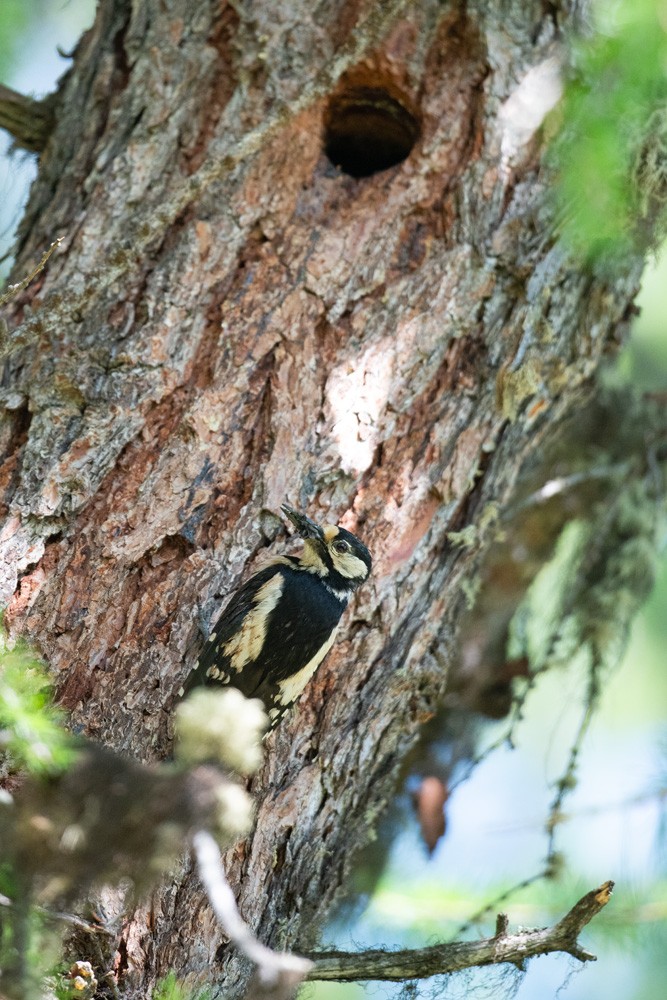 Woodpecker