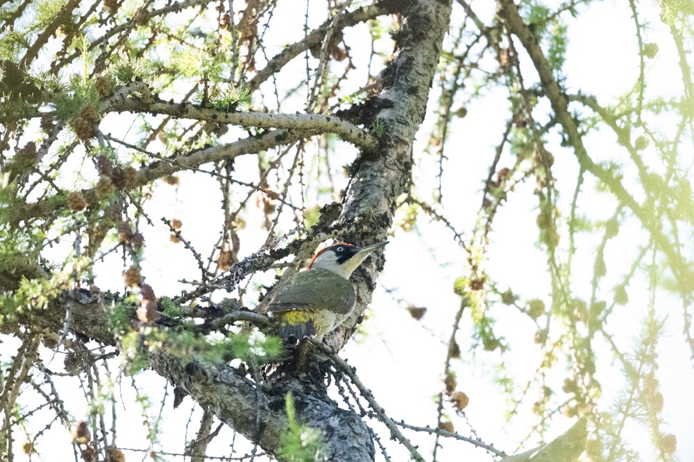 Green Woodpecker
