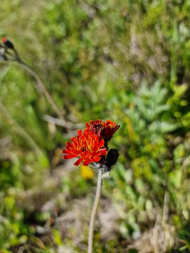 Pilosella aurantiaca