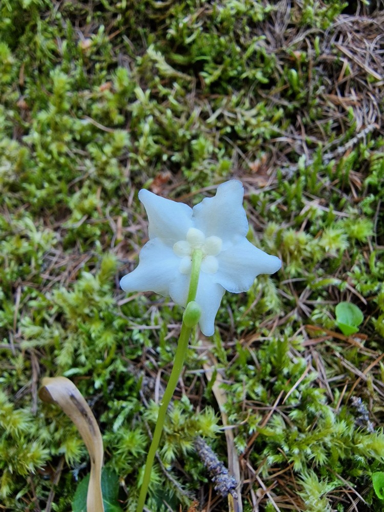 Moneses uniflora