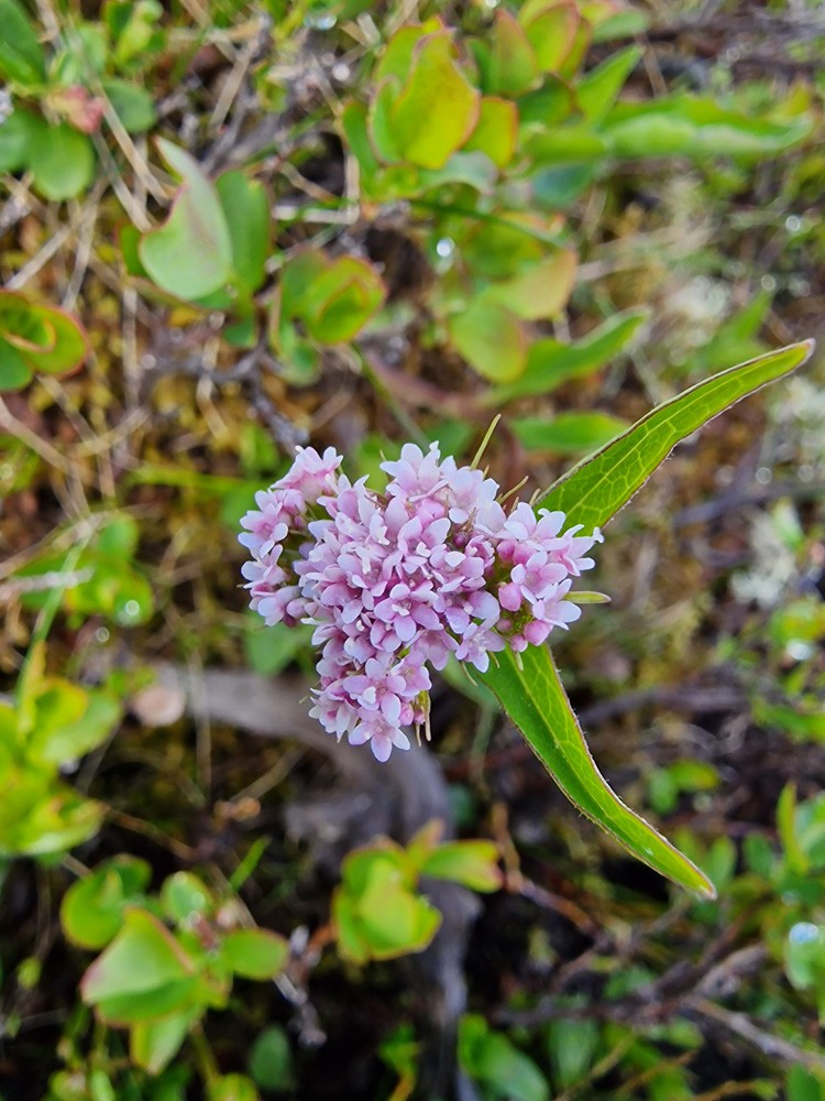 Plectritis rose
