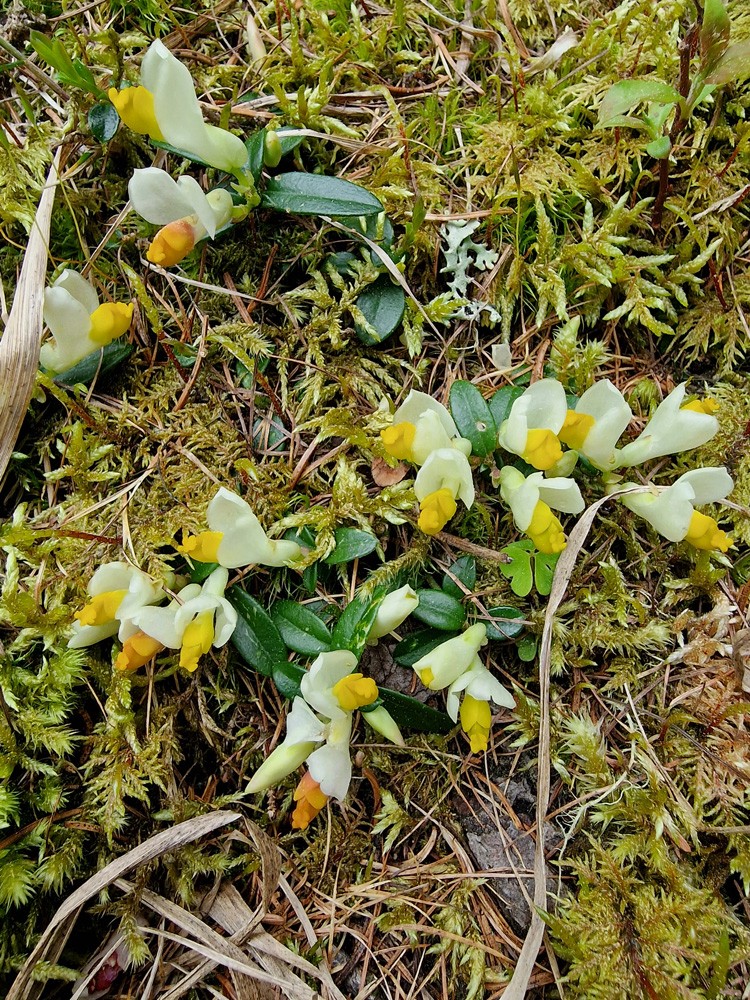 Polygaloides chamaebuxus