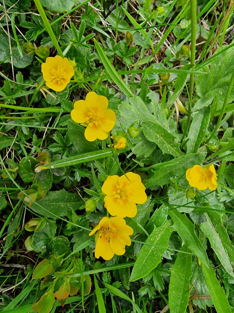 Potentilla aurea