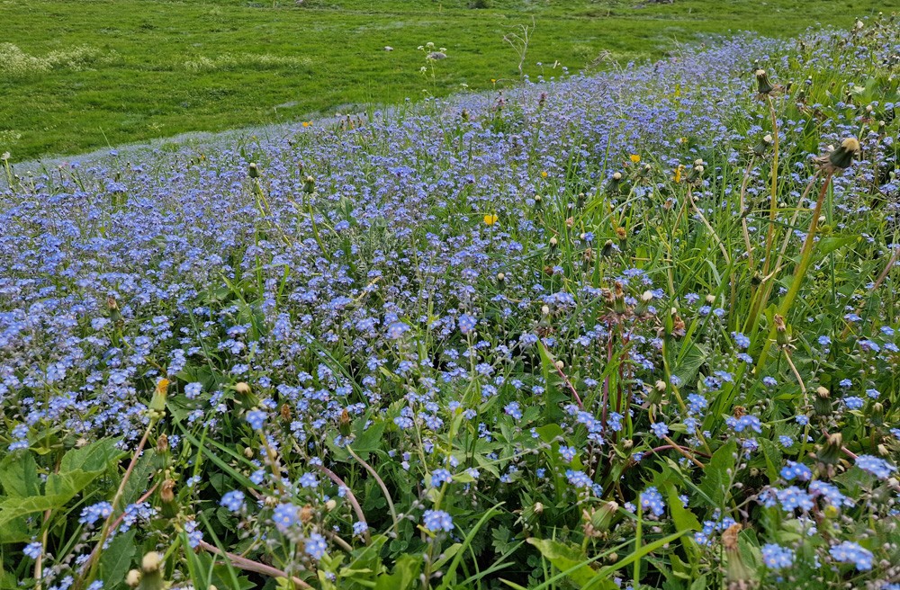 Prairie