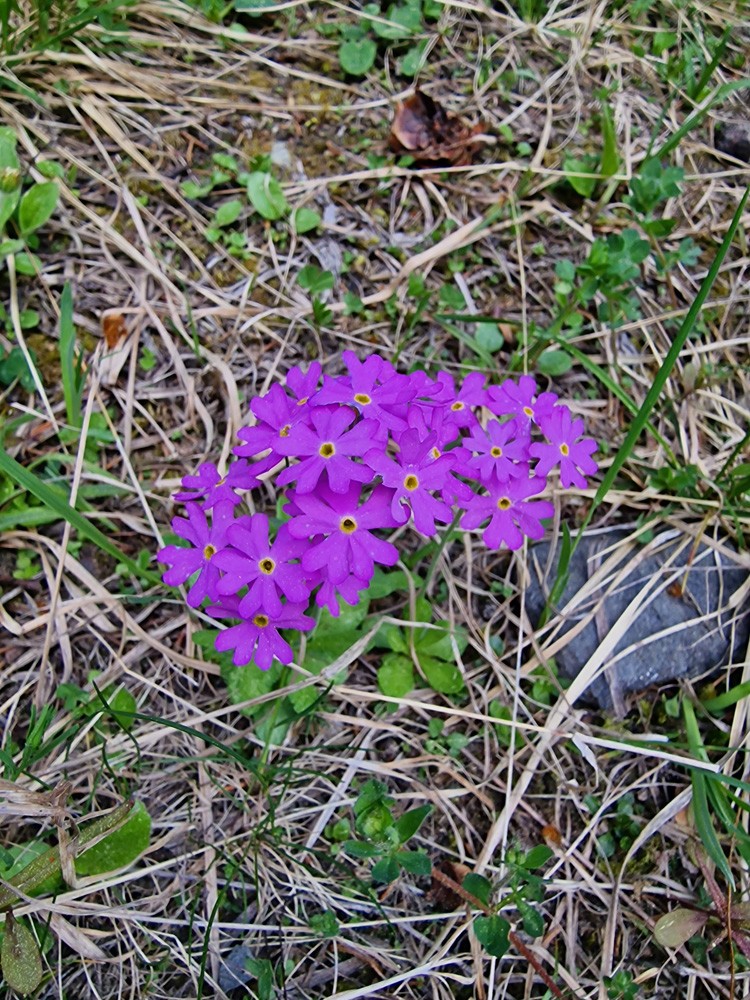 Primrose