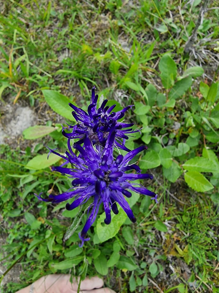 Phyteuma orbiculare