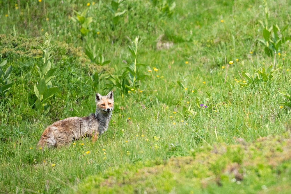 Renard