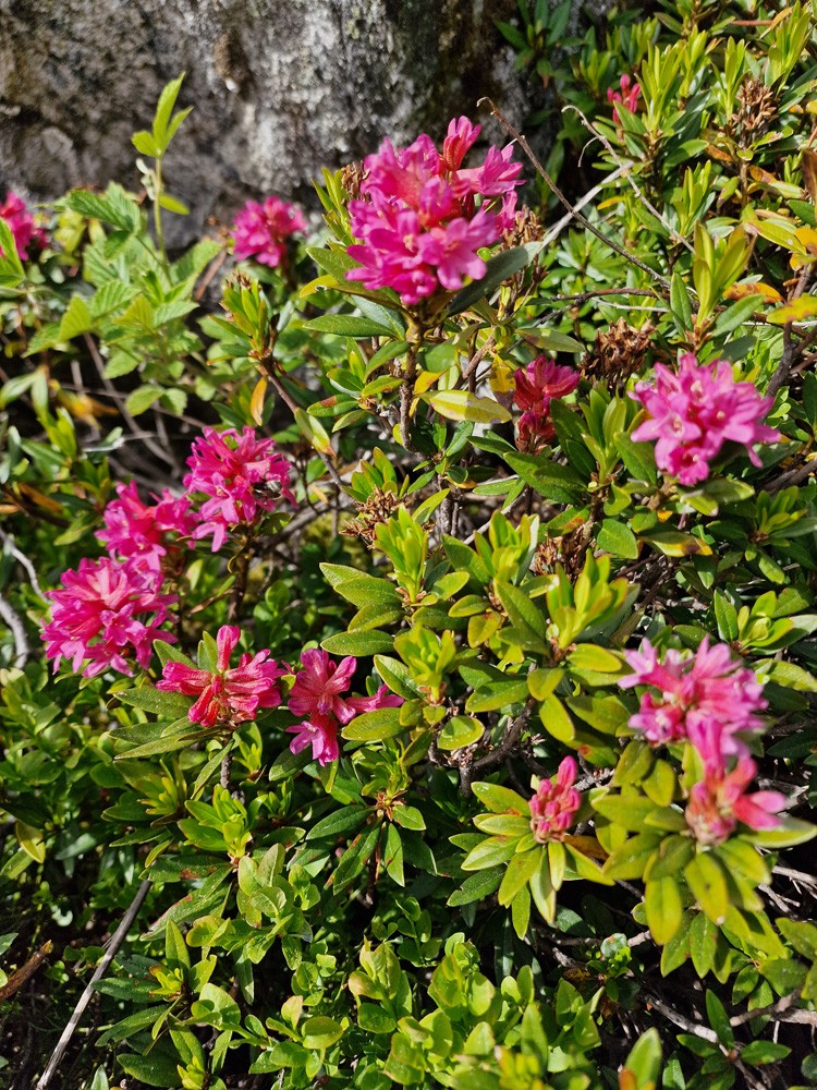 Rhododendron