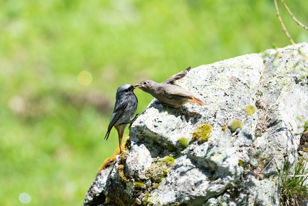 Redtail bird