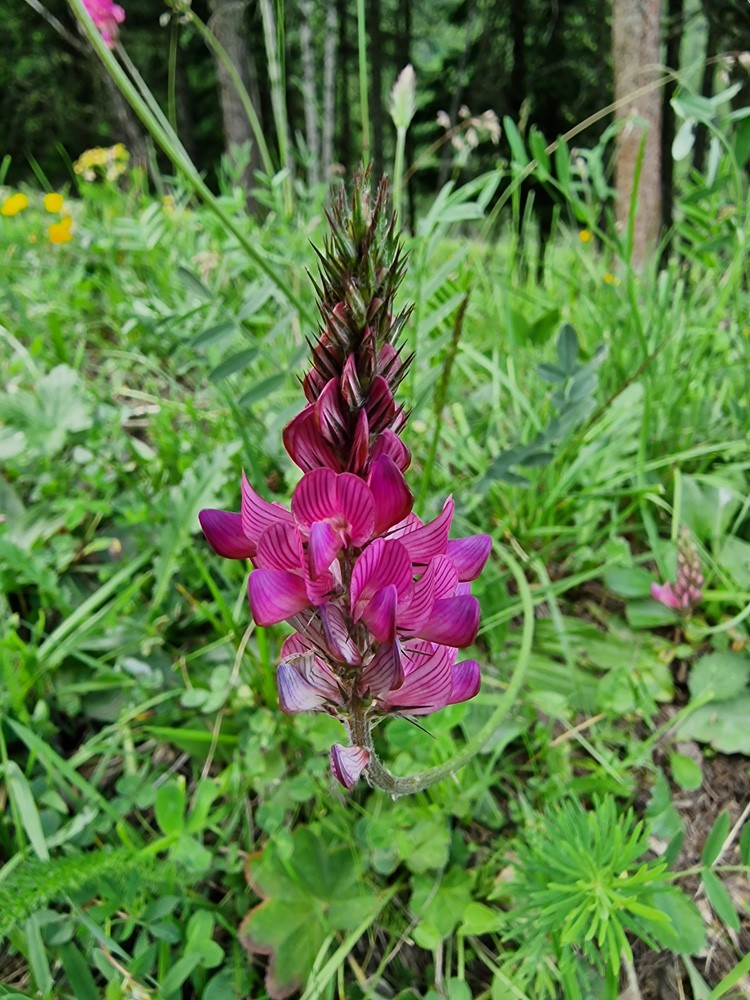 Sainfoin cultivé