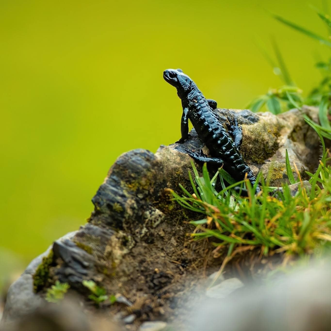 Salamander