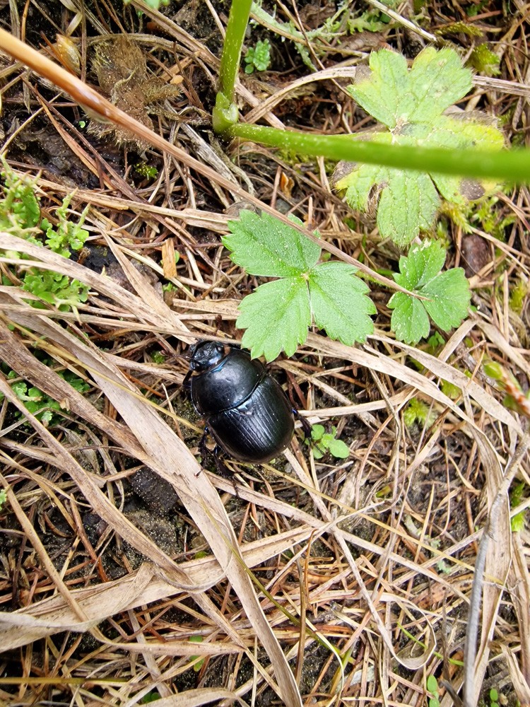 Black scarab