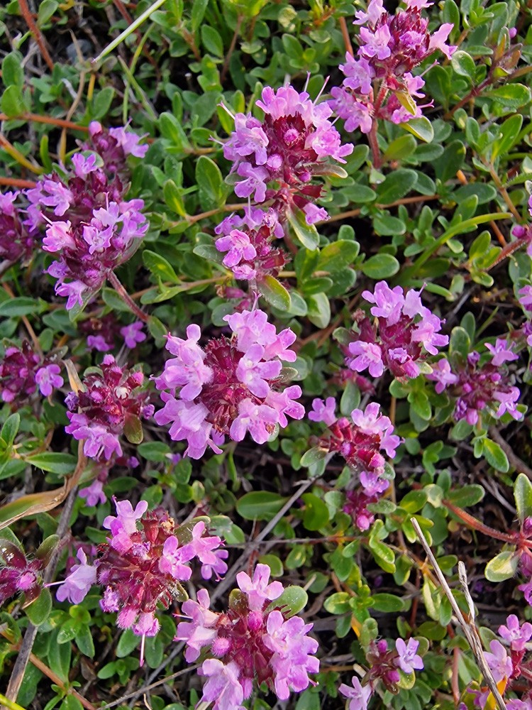 Thym serpolet