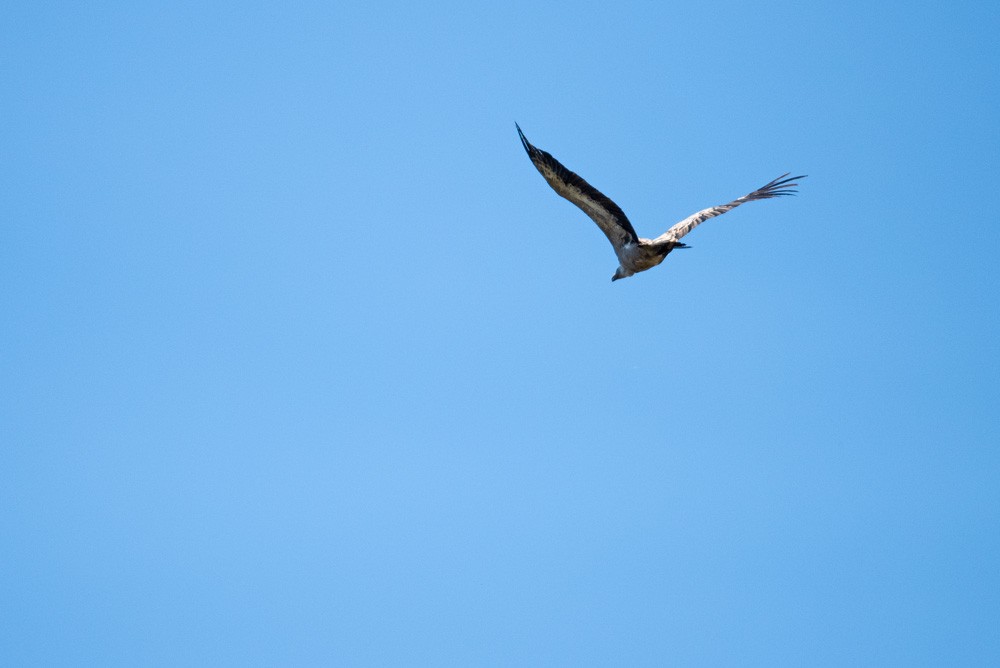 Vautour