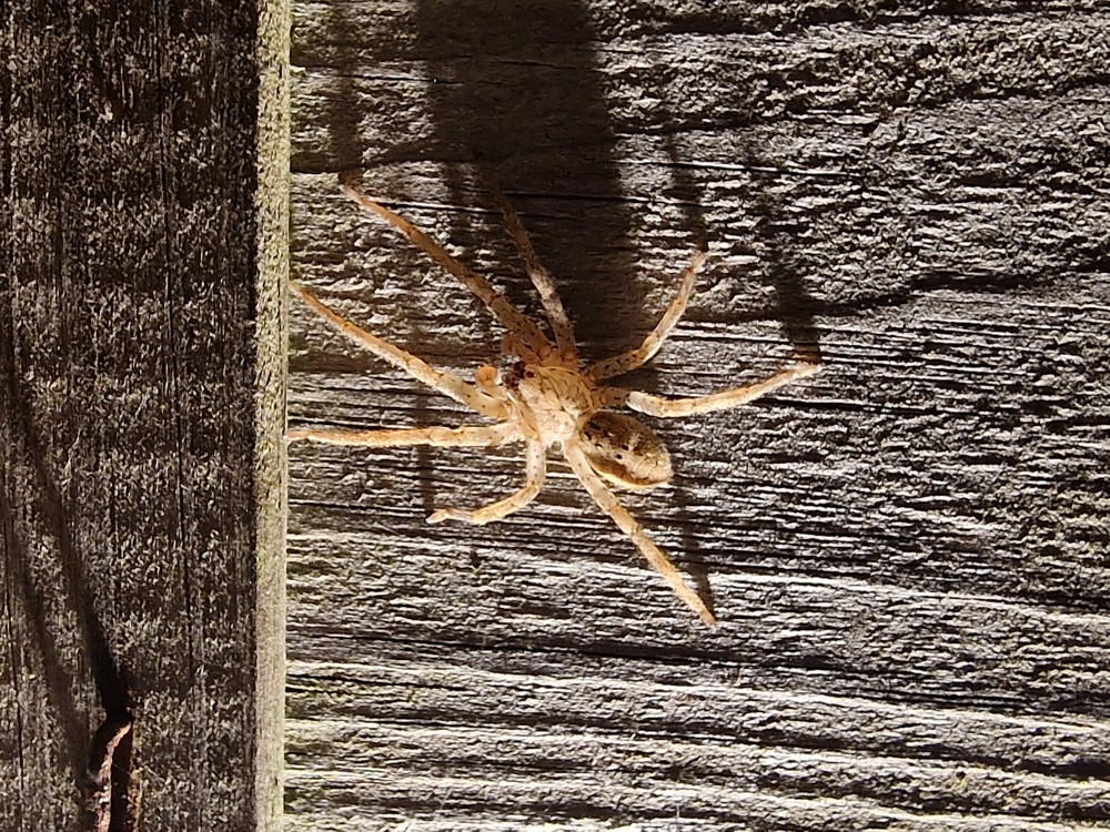 Zoropsis juvénile