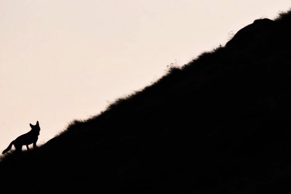 241011 loup herens officiel a