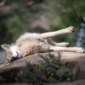 How do you call a young wolf over 9-10 months old ?