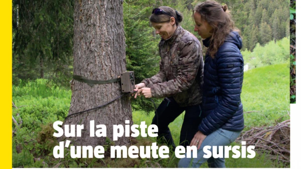 Article la salamandre 1