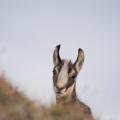 How is knowledge transmitted between animal generations ?