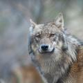 The wolf is...