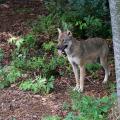 How do you call a young wolf action of leaving one's pack for good?
