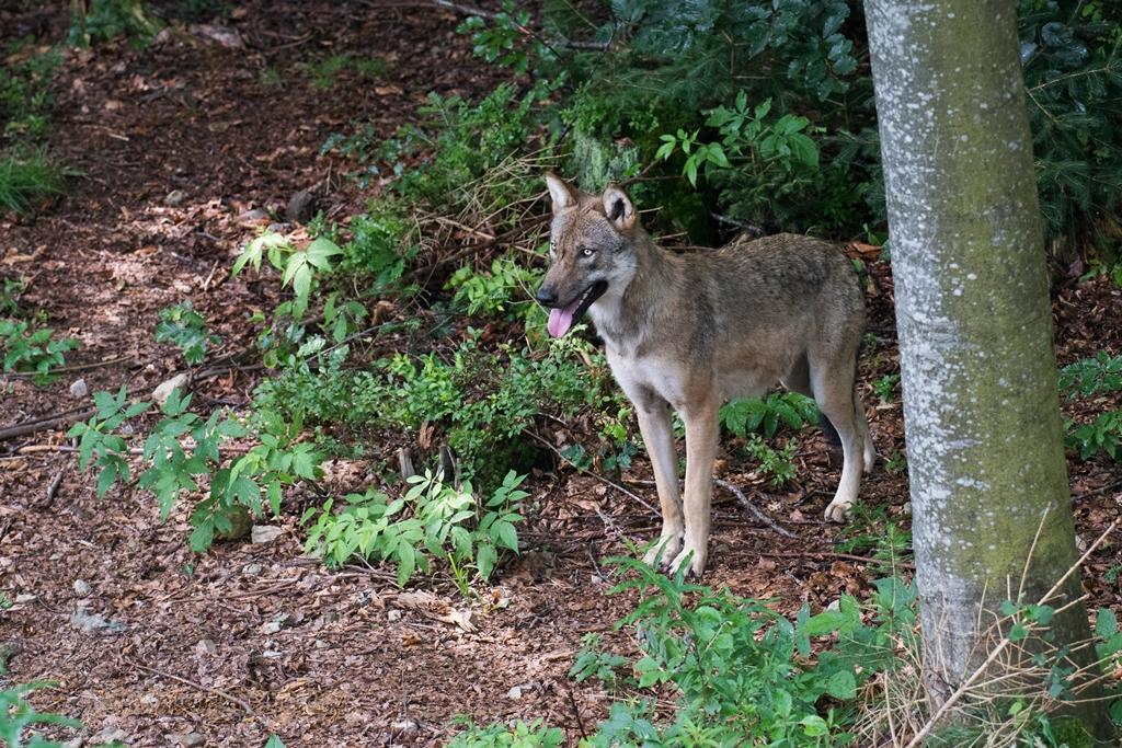 Loup 11