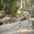 What do you notice more often in a zoo pack than in the wild ?