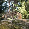 In a zoo, what happens if we introduce a foreign wolf into a pack ?