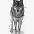 At which species does the wolf belong ?