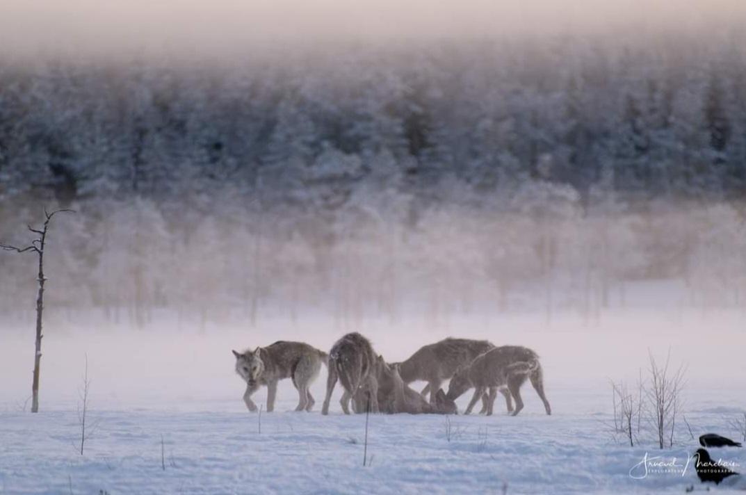 Loup 55