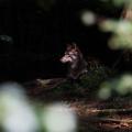 What is the average size, in km2, of a wolf pack's territory ?