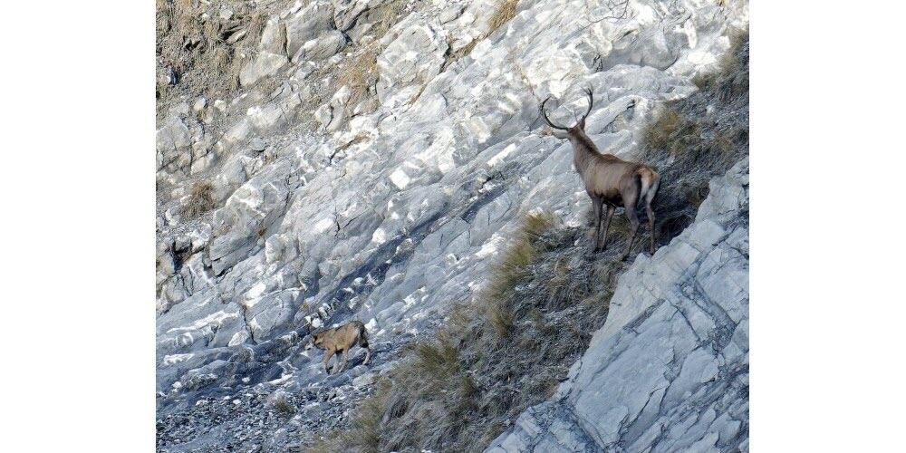 Loup cerf jeremy voirin