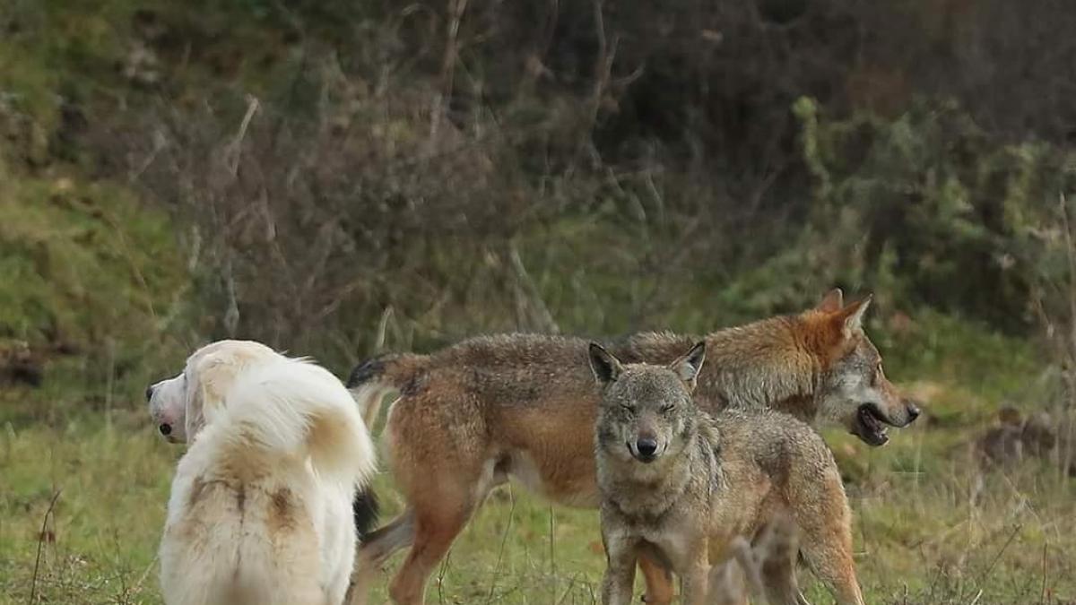 Loup cpt teddy bracard