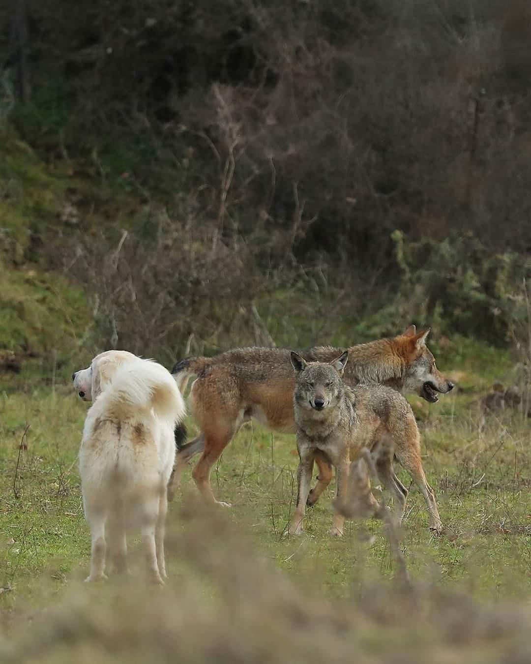 Loup cpt teddy bracard