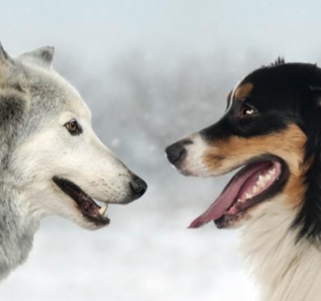 Loup et chien 2