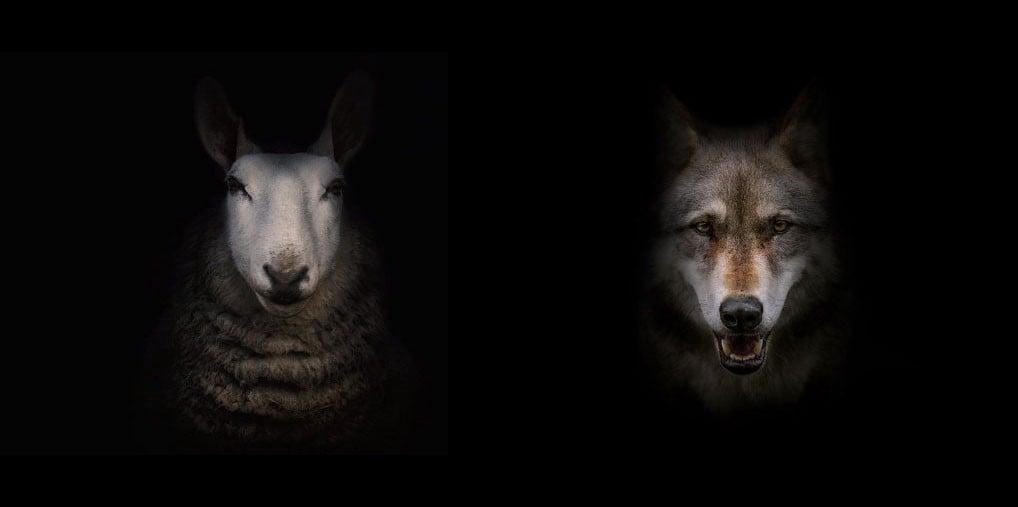 Loup et mouton