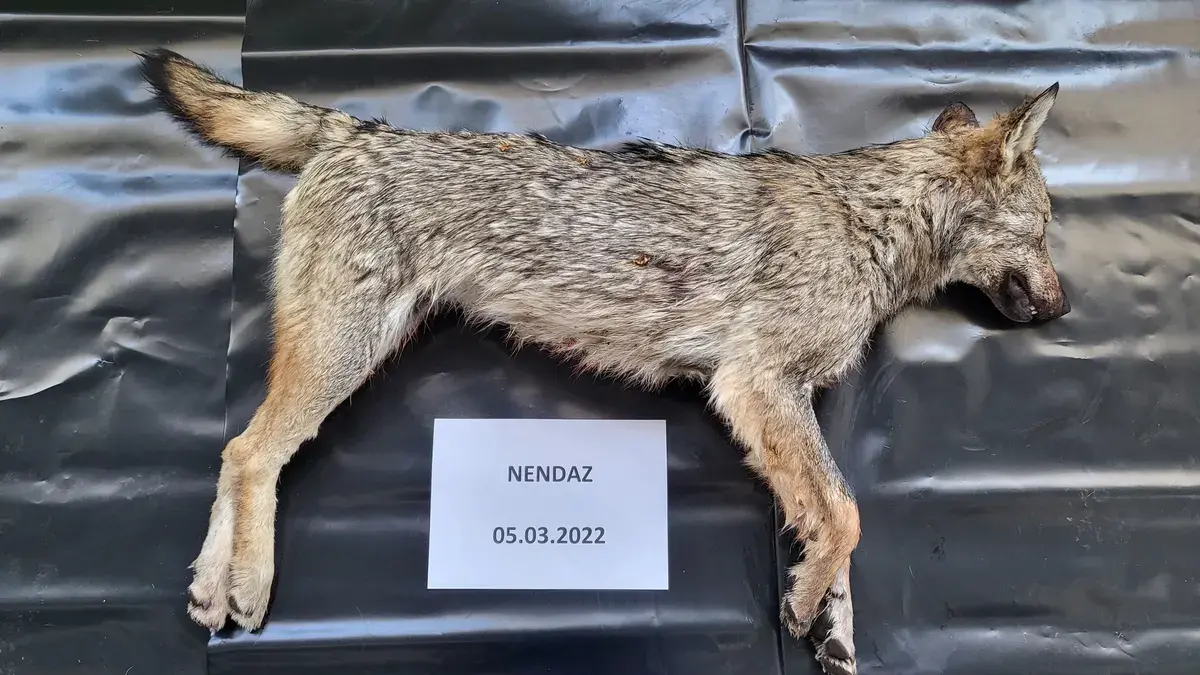 Loup nendaz 5 mars 2022