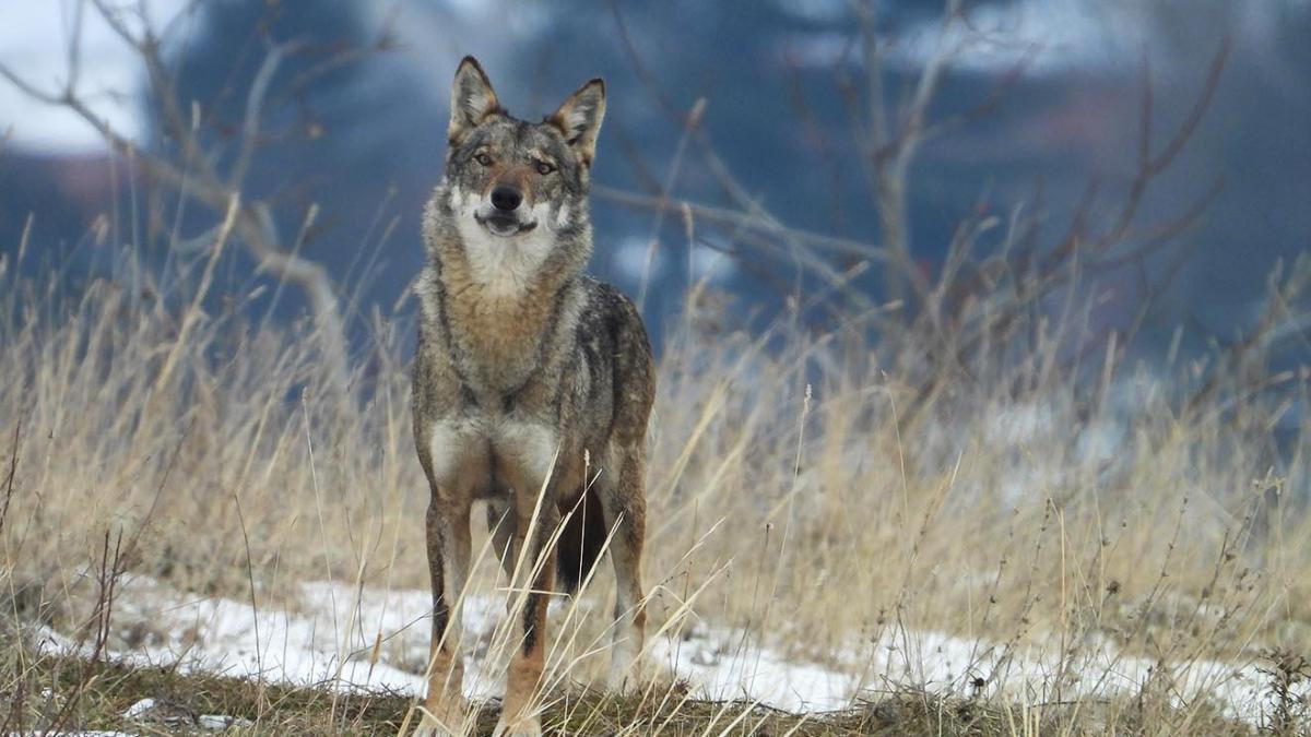 Loup pietro santucci