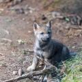 When are cubs born ?
