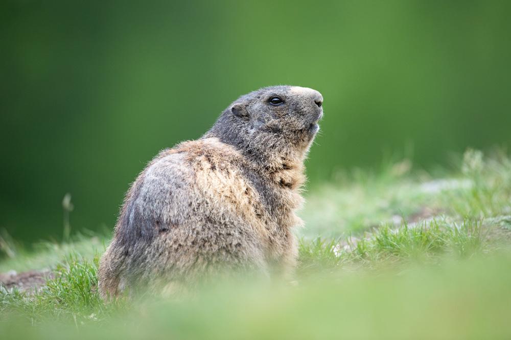 Marmotte 9