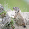 How much do baby marmots weigh at birth?