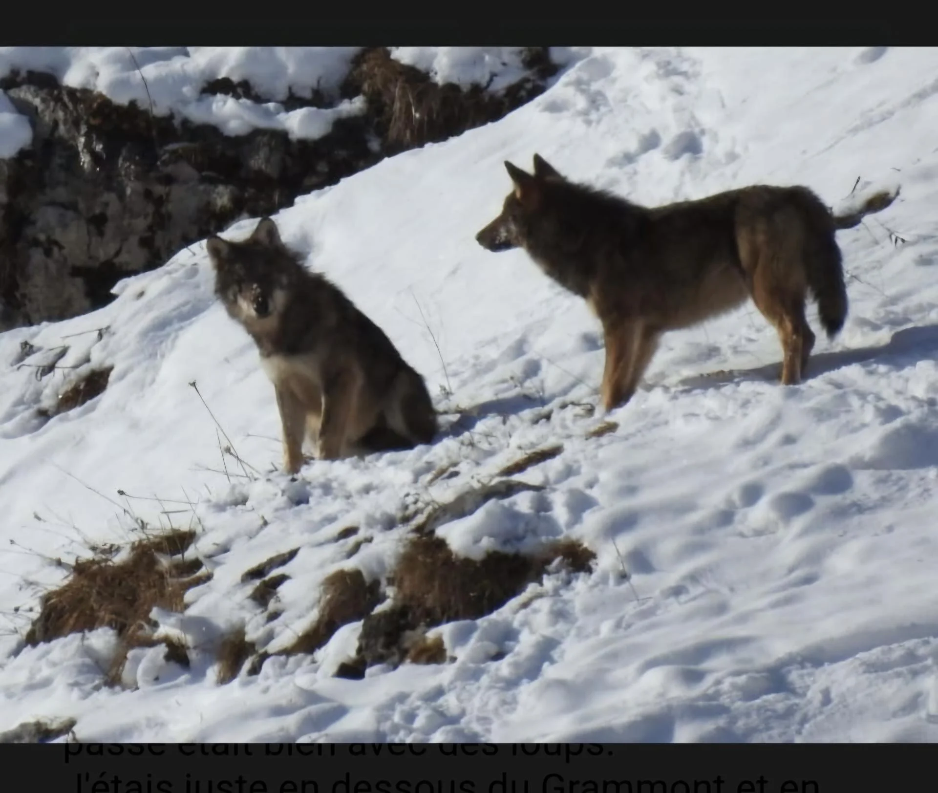Meute du chablais decembre 2024